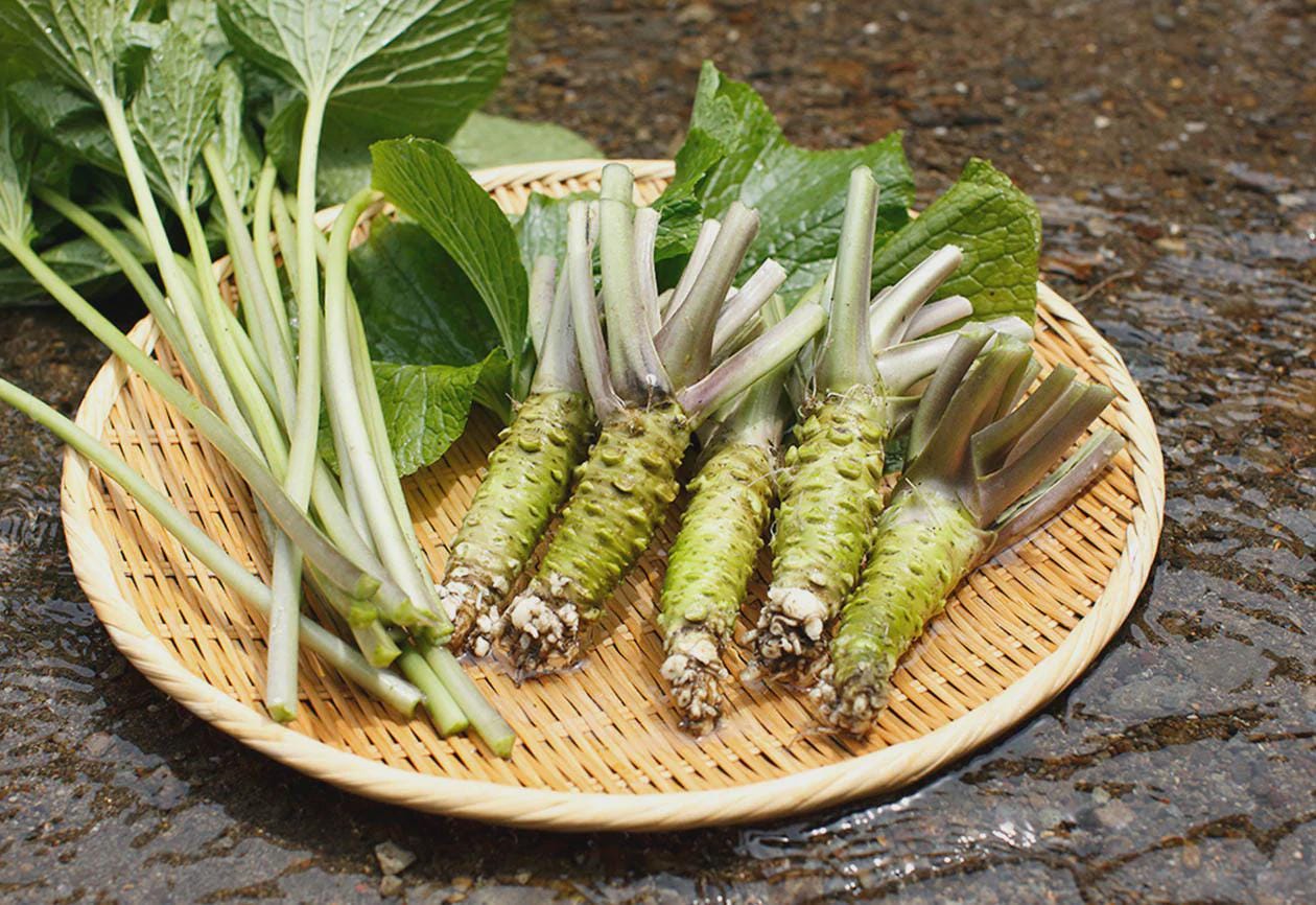 Japanese Wasabi Salt Set with Hasami Soy Sauce Dispenser & Condiment Dishes | Suruga Bay Toda Salt | Wabi Sabi Tableware Gift