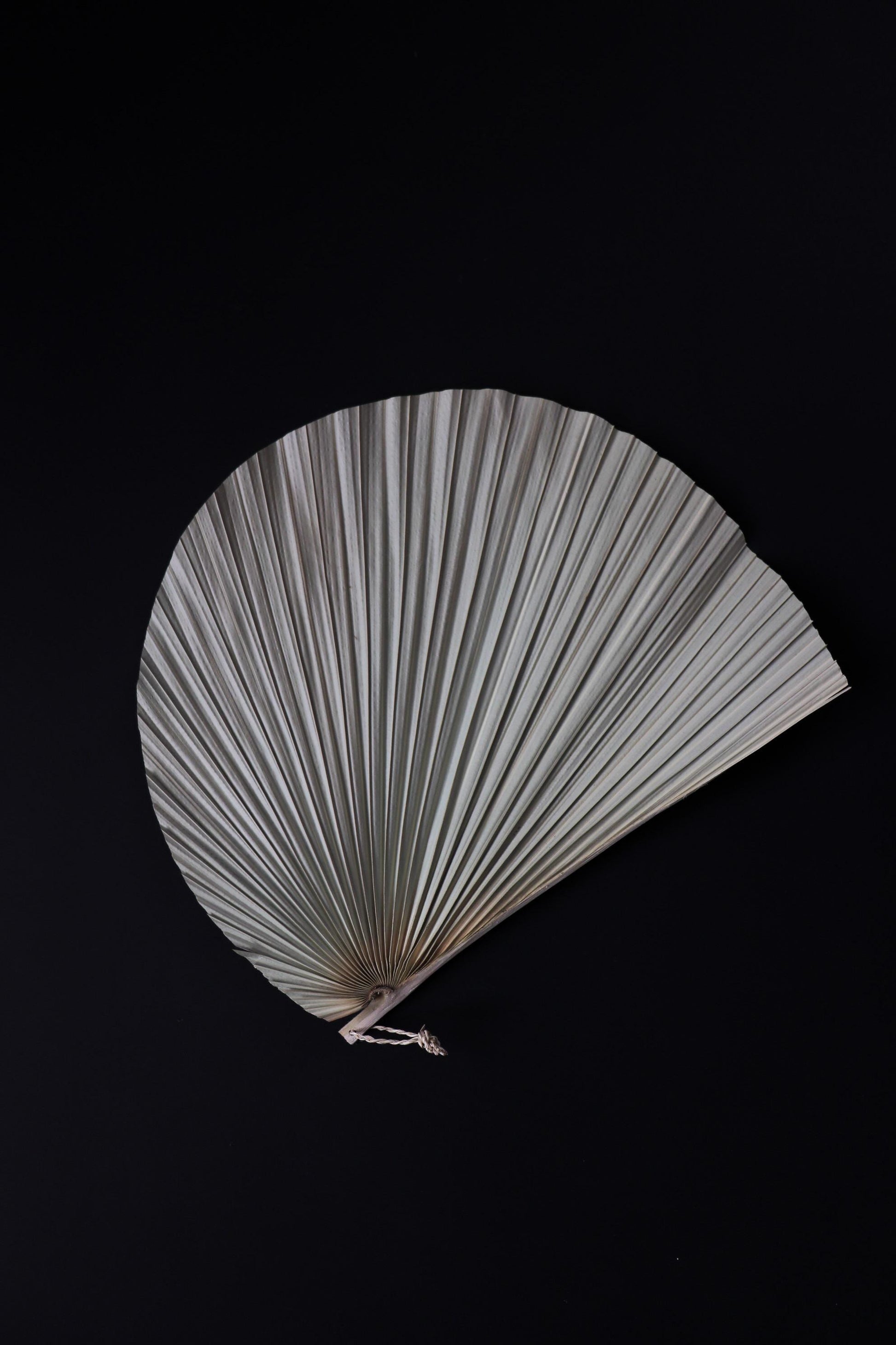 Japanese Kuba Palm Leaf Fan Wall Decor, Handmade Okinawan Folk Craft from Yonaguni Island, Natural Sculptural Object, Japandi Decor with box