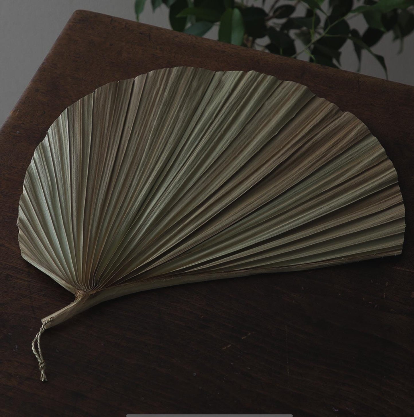 Japanese Kuba Palm Leaf Fan Wall Decor, Handmade Okinawan Folk Craft from Yonaguni Island, Natural Sculptural Object, Japandi Decor with box