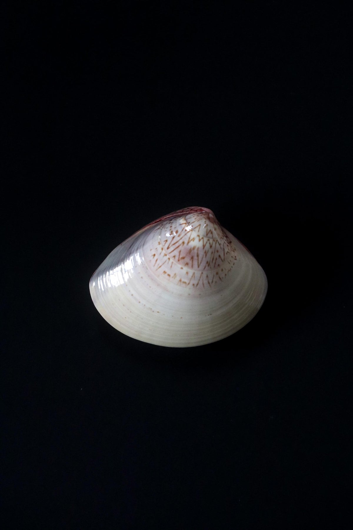 Vintage Japanese Kai-awase Shell Kogo, Crane and Pine Gold Design, Zensen, 1989 Showa 64, Tea Ceremony Incense Container