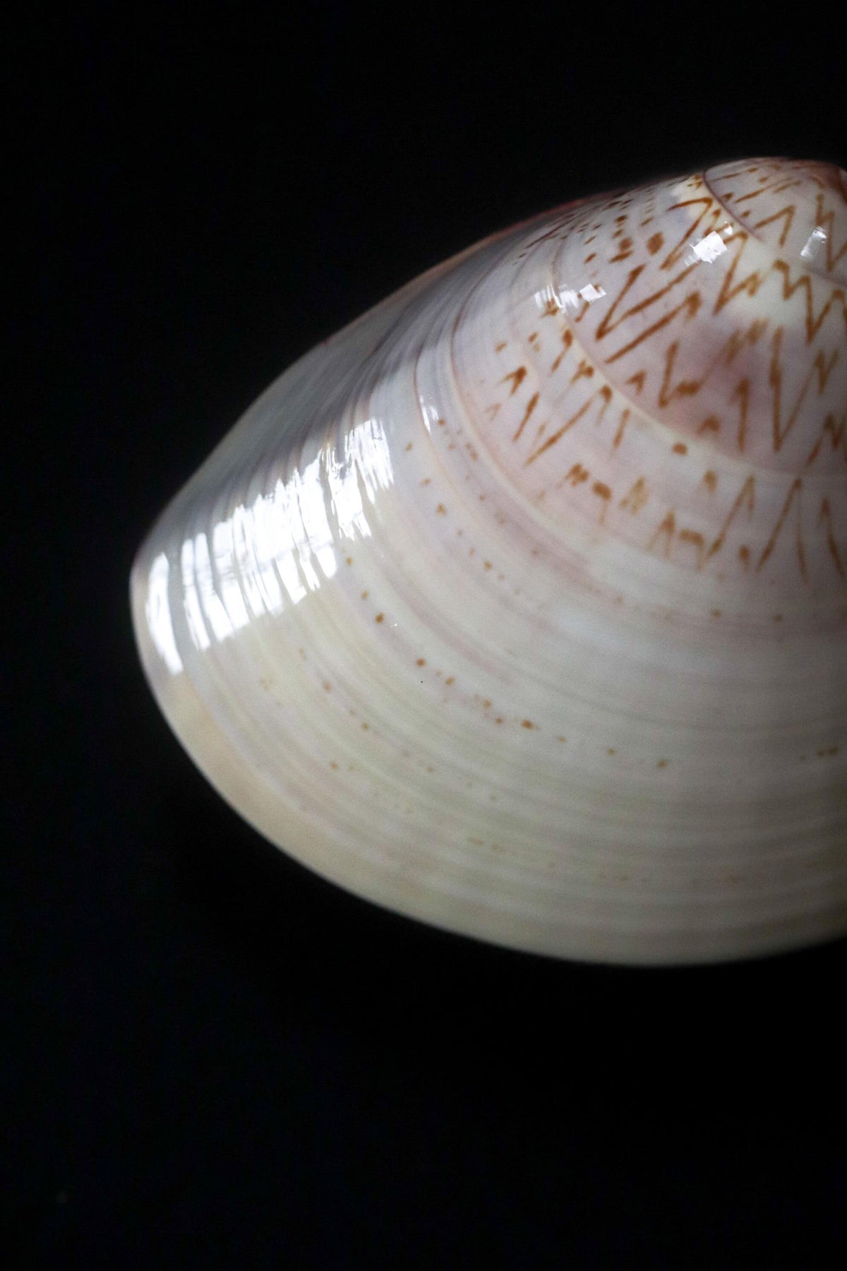 Vintage Japanese Kai-awase Shell Kogo, Crane and Pine Gold Design, Zensen, 1989 Showa 64, Tea Ceremony Incense Container